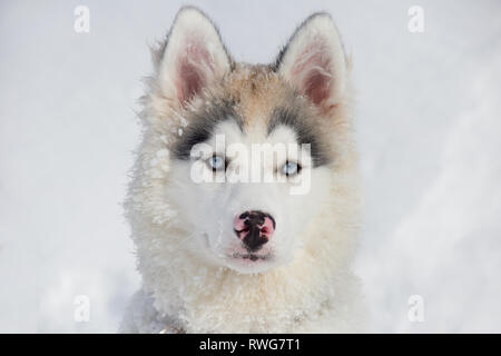 Carino siberian husky cucciolo con gli occhi blu. Due mesi. Gli animali da compagnia. Cane di razza. Foto Stock