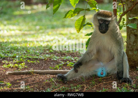 Vervet monkey, Cercopithecus aethiops, Bujagali, Uganda Foto Stock