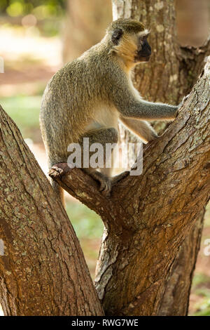 Vervet monkey, Cercopithecus aethiops, Bujagali, Uganda Foto Stock