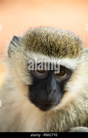Vervet monkey, Cercopithecus aethiops, Bujagali, Uganda Foto Stock