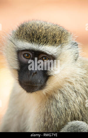 Vervet monkey, Cercopithecus aethiops, Bujagali, Uganda Foto Stock