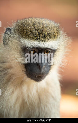 Vervet monkey, Cercopithecus aethiops, Bujagali, Uganda Foto Stock