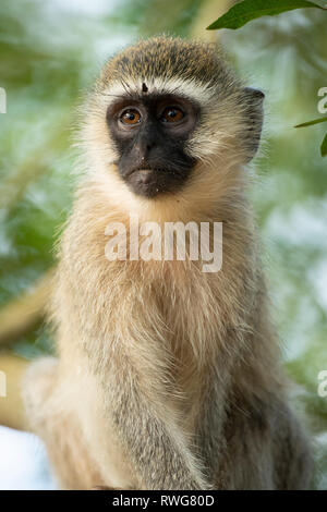 Vervet monkey, Cercopithecus aethiops, Bujagali, Uganda Foto Stock