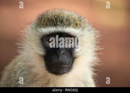 Vervet monkey, Cercopithecus aethiops, Bujagali, Uganda Foto Stock