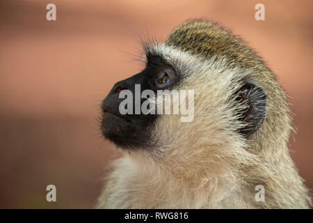 Vervet monkey, Cercopithecus aethiops, Bujagali, Uganda Foto Stock