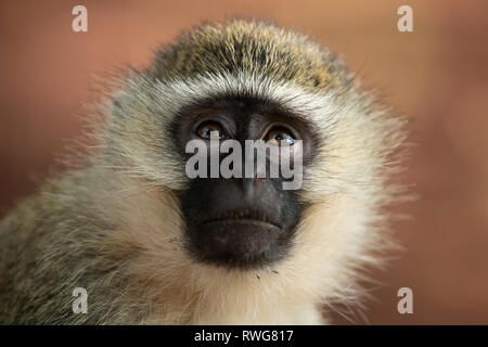 Vervet monkey, Cercopithecus aethiops, Bujagali, Uganda Foto Stock