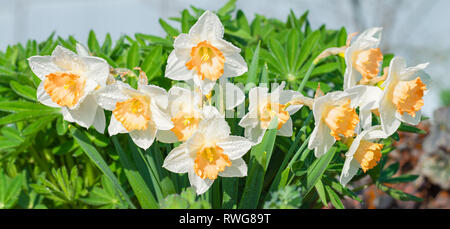 Fiori di Primavera narcisi sbocciato nel giardino. Bianco fiore di narciso sul letto di fiori Foto Stock