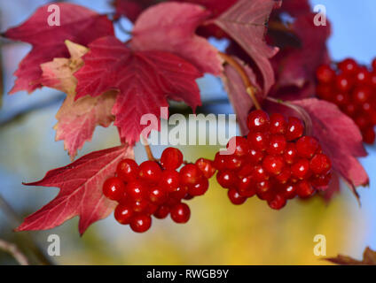 Mirtillo europeo Bush, Snowball Tree, viburno Rose (Viburnum opulus). Rametto con bacche mature in autunno, Germania Foto Stock