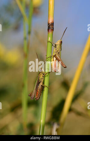 Grasshopper (Chorthippus apricarius). Due maschi su una levetta. Germania Foto Stock