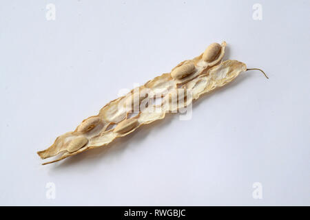 Verde fagiolo (Phaseolus vulgaris). Aperto Baccello di fagiolo di una varietà di semi di colore beige. Studio Immagine contro uno sfondo bianco Foto Stock