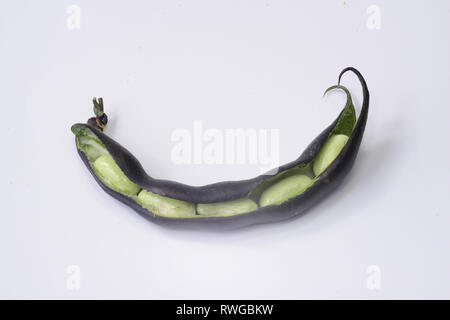 Verde fagiolo (Phaseolus vulgaris). Aperto dei fagioli freschi pod di un viola varietà con semi immaturi. Studio Immagine contro uno sfondo bianco Foto Stock