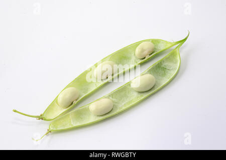 Verde fagiolo (Phaseolus vulgaris). Aperto dei fagioli freschi pod con semi di bianco. Studio Immagine contro uno sfondo bianco Foto Stock