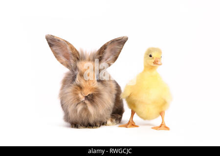 Oca domestica. Gosling in piedi accanto a pazienti adulti di coniglio nano. Studio Immagine, visto contro uno sfondo bianco. Germania Gans & Kaninchen / goose & coniglio Foto Stock
