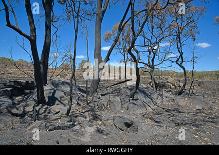 Conseguenze del 2019 bushfire in Tingha nel nord del Nuovo Galles del Sud, Australia, appena a sud di Inverell Foto Stock