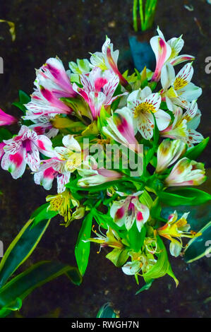 Anemone giapponesi o cinesi o anemone thimbleweed o windflower (Anemone hupehensis) è una fioritura di piante in famiglia Ranunculaceae, nativo di te Foto Stock