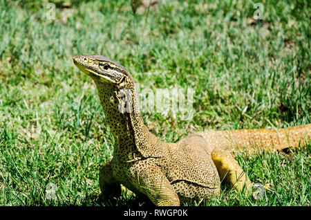 Un Bungarra o Moniter lizard si avvicina sul prato Foto Stock