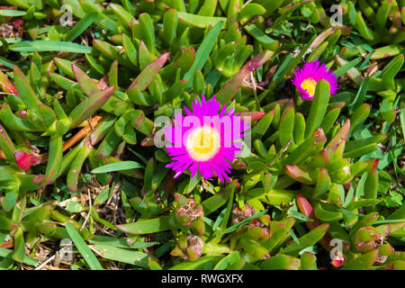 Nativo di fiori australiani nel Kosciuszko National Park, NSW, Australia. Sullo sfondo della natura con piante e vegetazione. Foto Stock