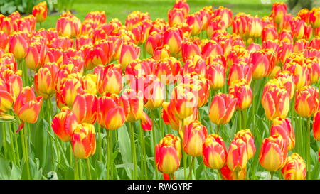 Rosso con tulipani gialli fiori nel campo dove ci sono un sacco di tulip sono fioritura su una stagione primaverile in Olanda Foto Stock