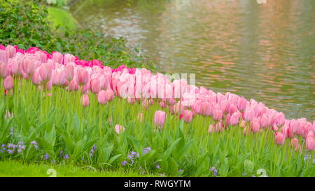 Un sacco di tulipani rosa sul lato del fiume nel parco giardino su una stagione primaverile in Olanda Foto Stock