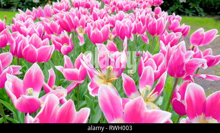 Completamente fiorì fiori rosa sul giardino occhiata del misty fiori sulla stagione primavera in Olanda Foto Stock