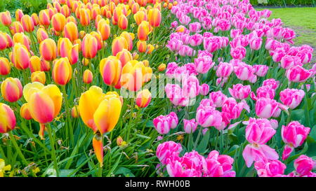 La schiera di giallo e fiori viola sul giardino preso in una nebbiosa stagione primavera in Olanda Foto Stock