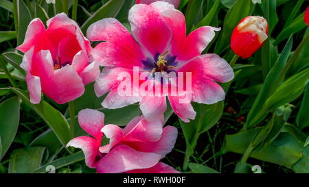 Closer Look completamente fiorì fiore in giardino con il misty acqua sui petali su una stagione primaverile in Olanda Foto Stock