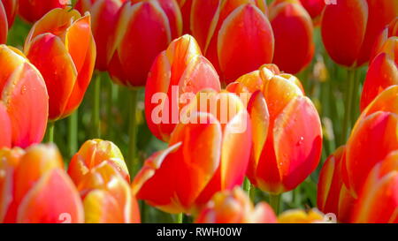 Mazzetto di misty tulipani rossi nel giardino fiorito sventolare sulla loro gambi verdi su un soleggiato stagione primavera in Olanda Foto Stock