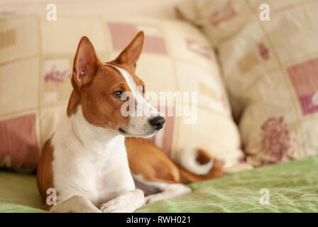 Ritratto di royal basenji cane sdraiato sul divano tra i cuscini Foto Stock