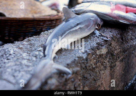 Baby squali in vendita nel tradizionale mercato di frutti di mare Foto Stock