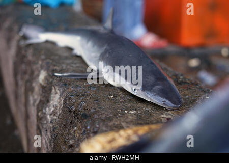 Baby squali in vendita nel tradizionale mercato di frutti di mare Foto Stock