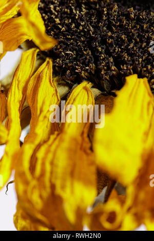In prossimità di un punto morto testa di girasole con depressione petali gialli e semi Foto Stock