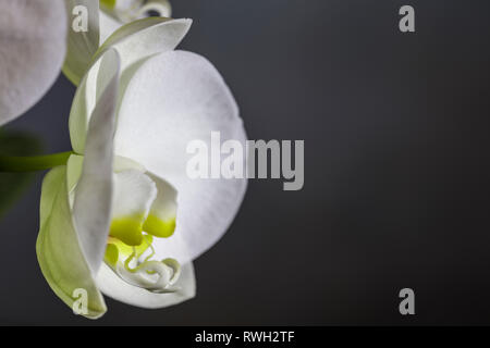 White Orchid. Chiudere lo studio di un unico fiore contro un semplice sfondo scuro con spazio per la copia Foto Stock
