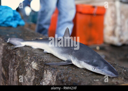 Baby squali in vendita nel tradizionale mercato di frutti di mare Foto Stock