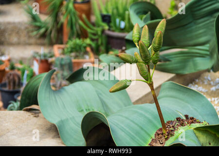 Welwitschia mirabilis l africano antico albero decorato nel giardino tropicale. Si tratta di un albero nel deserto, vita molto lunga. Foto Stock