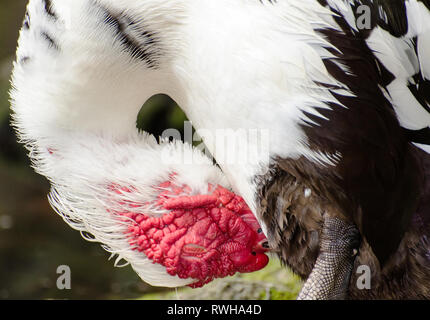 Anatra muta (Cairina moschata), Franklin Canyon pond, Los Angeles, CA, Stati Uniti d'America. Foto Stock