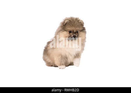 Piccolo Pomerania cucciolo in piedi isolato su uno sfondo bianco Foto Stock