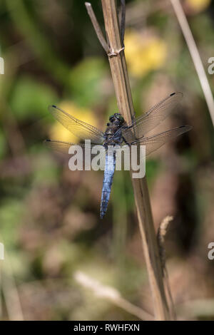 Nero-tailed skimmer (Orthetrum cancellatum) - maschio Foto Stock