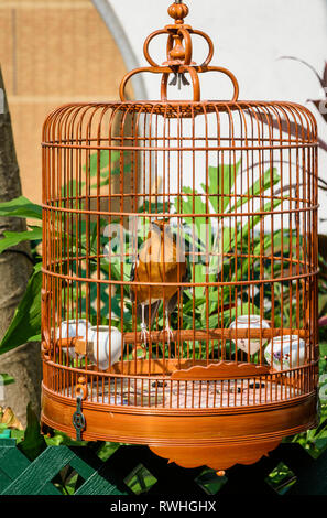 Bird in un raffinato gabbia in legno presso la Hong Kong Bird Market, Po Yuen Street Bird Garden, Mong Kok, Hong Kong Foto Stock