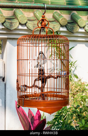 Uccello in gabbia al mercato degli uccelli nel Po Yuen Street Bird Garden, Mong Kok, Hong Kong Foto Stock