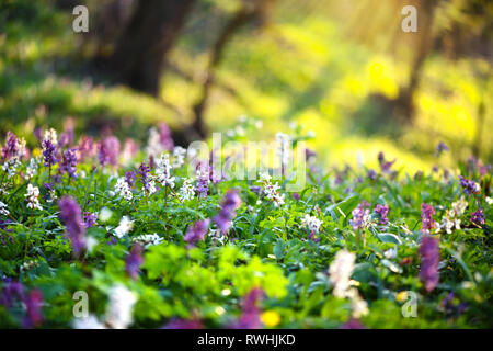 Foresta di primavera con fioritura Corydalis cava fiori Foto Stock