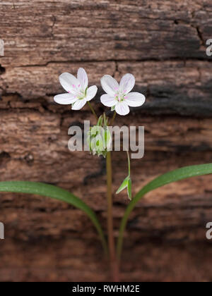 Una molla solitaria bellezza germogli due fiori dal suo stelo. Cresce accanto a un olocausto di alberi caduti, la sua rosa e bianco colori abbagliano l'occhio. Foto Stock