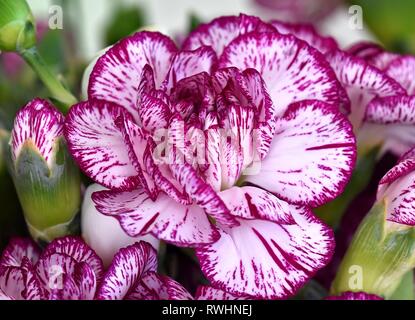 Viola e bianco variegato garofani. Foto Stock