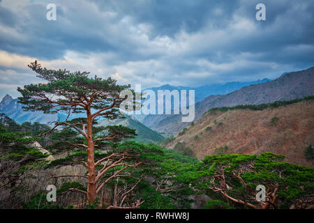 Albero in Seoraksan National Park, Corea del Sud Foto Stock