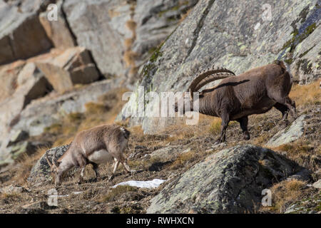 Stambecco delle Alpi (Capra ibex), il corteggiamento maschio femmina durante rut, Gran Paradiso Nationalpark, Italia Foto Stock