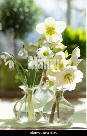 La botanica, gossamer-fine primavera fiore in vetro, attenzione! Per Greetingcard-Use / Postcard-Use nei Paesi di lingua tedesca talune restrizioni possono applicare Foto Stock