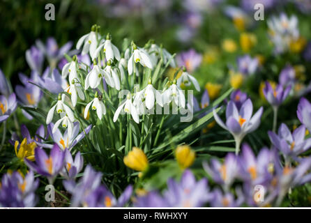 La botanica, snowdrop e crocus, attenzione! Per Greetingcard-Use / Postcard-Use nei Paesi di lingua tedesca talune restrizioni possono applicare Foto Stock