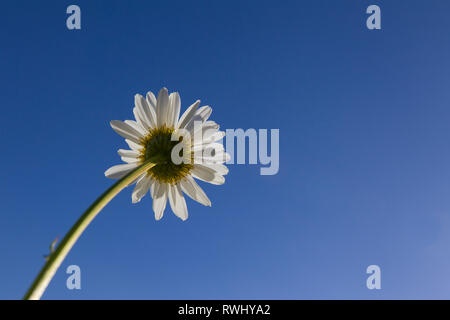 Margherita occhio di bue, Moon Daisy (crisantemo, leucanthemum Leucanthemum vulgare) fiore, visto contro un cielo blu, Germania Foto Stock