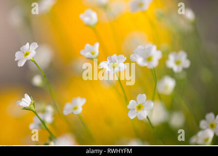 La botanica, Androsace, attenzione! Per Greetingcard-Use / Postcard-Use nei Paesi di lingua tedesca talune restrizioni possono applicare Foto Stock