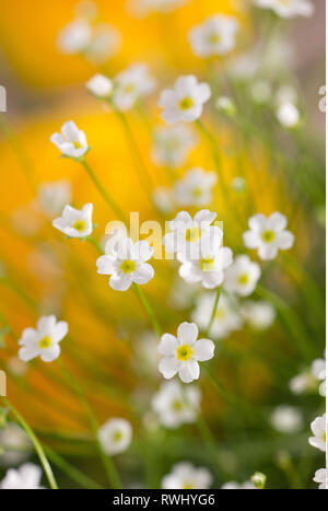 La botanica, Androsace, attenzione! Per Greetingcard-Use / Postcard-Use nei Paesi di lingua tedesca talune restrizioni possono applicare Foto Stock