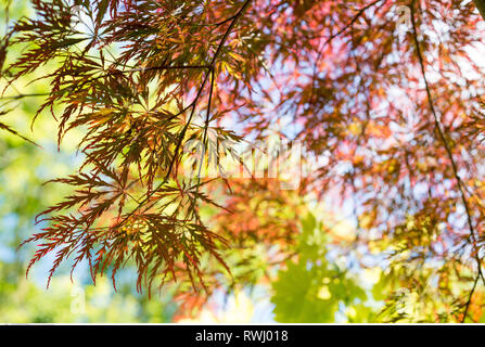 La botanica, foglie di un rosso acero giapponese in th, attenzione! Per Greetingcard-Use / Postcard-Use nei Paesi di lingua tedesca talune restrizioni possono applicare Foto Stock